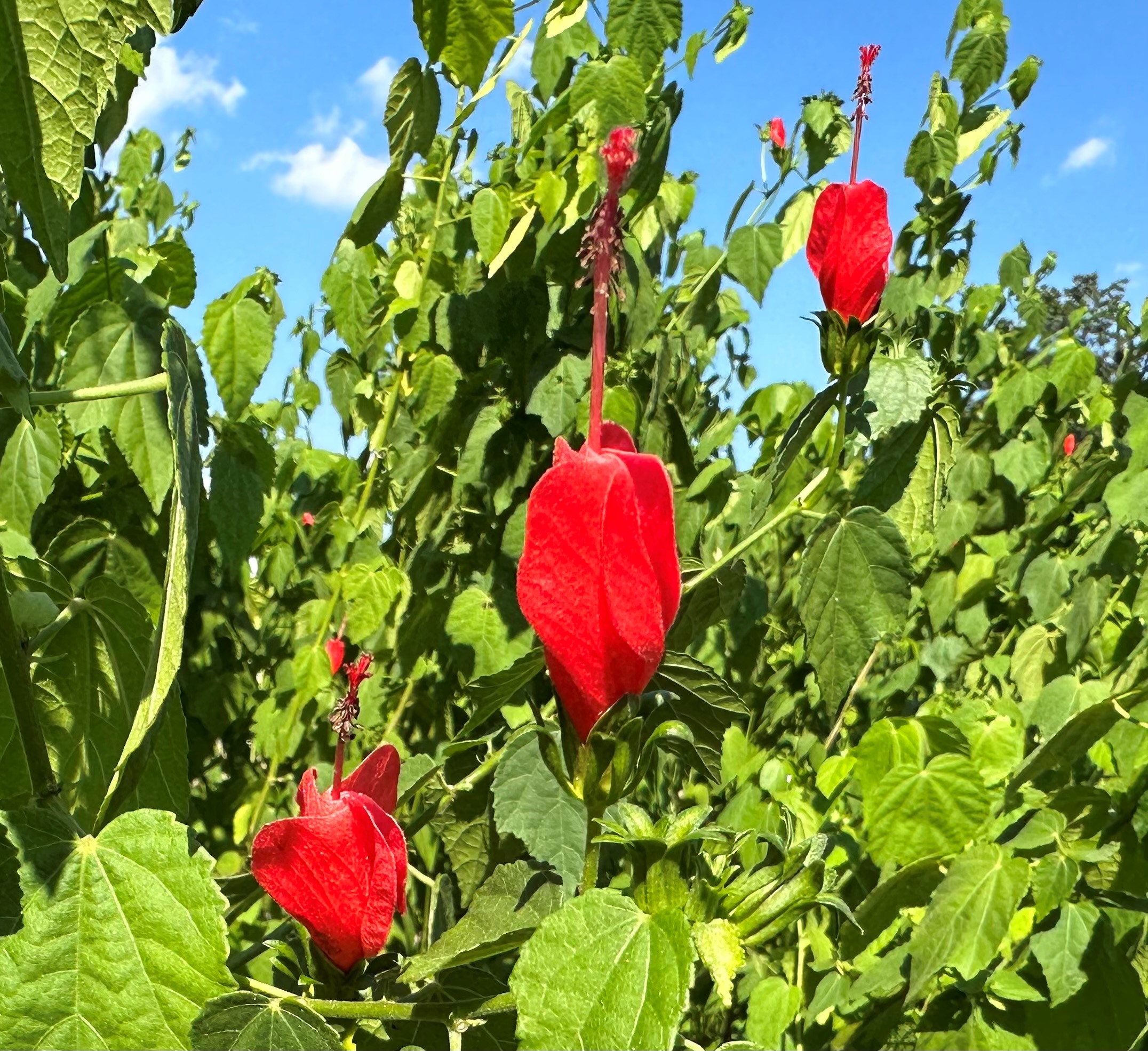 2023 Plants with Potential